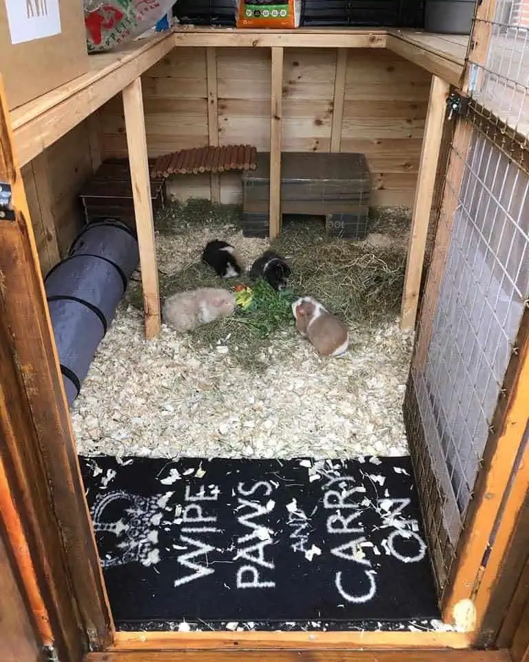 4 guinea pigs in a shed