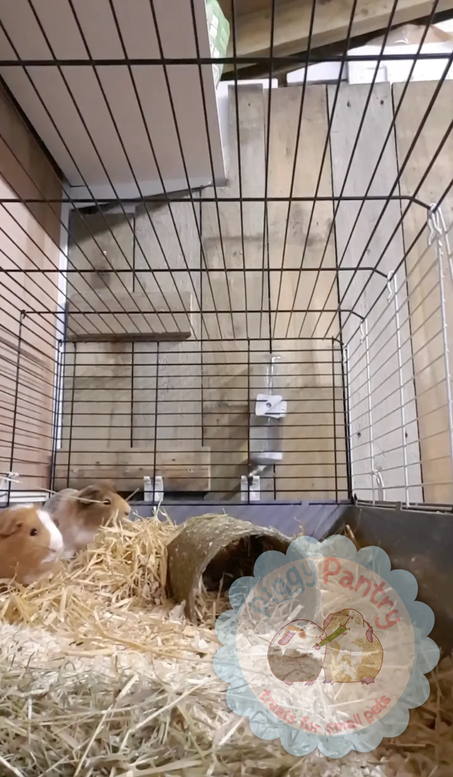 Plastic guinea pig cage with Ted and Leo