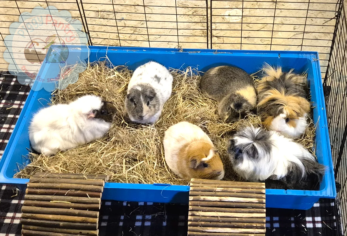 6 guinea pigs in a blue hay box