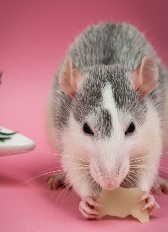 Pet rat eating food
