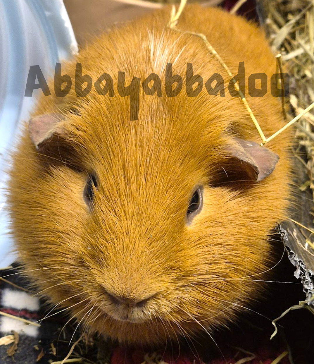 Guinea pig respiratory infection illustration