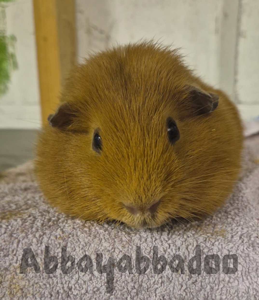 Guinea pig respiratory infection illustration