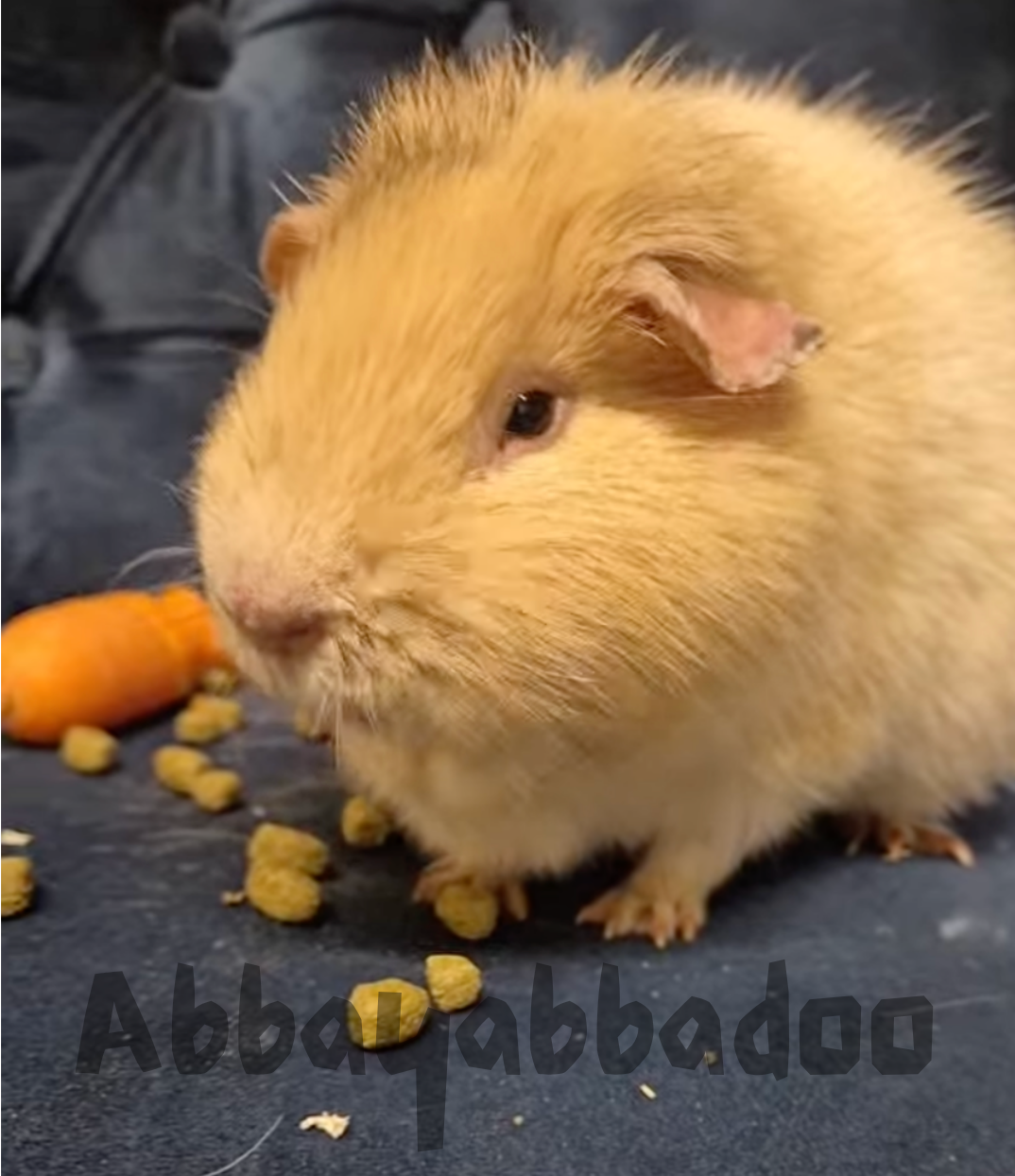 Guinea pig respiratory infection illustration