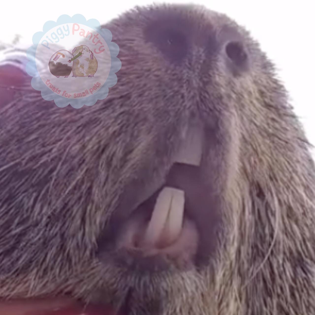 Guinea pig teeth image