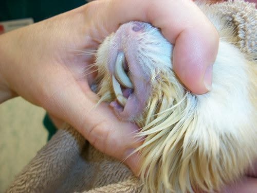 Guinea pig with dental malocclusion